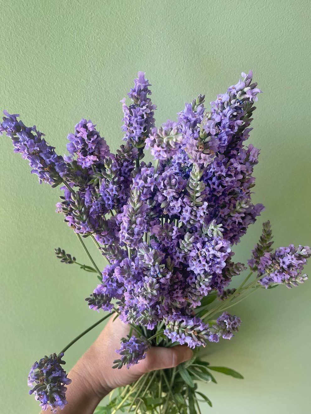 A hand holding a vibrant bouquet of lavender flowers against a soft green background, showcasing the delicate purple blooms and lush green stems.