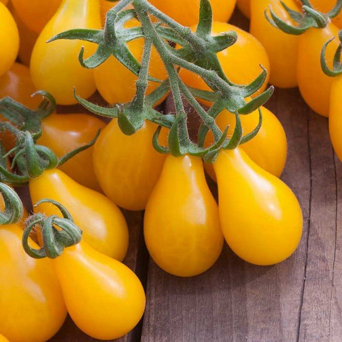 Cluster of ripe yellow pear-shaped tomatoes on a wooden surface, showcasing their vibrant color and fresh green stems. Ideal for salads and garnishes.